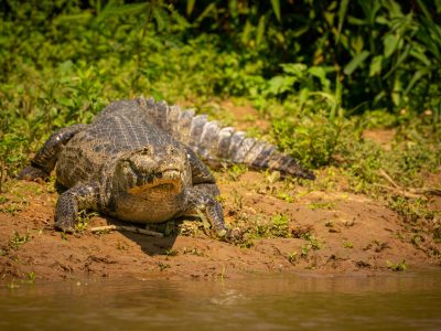 Wild caiman with fish in mouth in the nature habitat. Wild brasil, brasilian wildlife, pantanal, green jungle, south american nature and wild, dangereous.